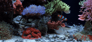 Diversity in Reef Tank