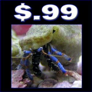 Cheap_Crabs