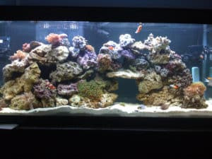 55_Gallon_Reef_Tank